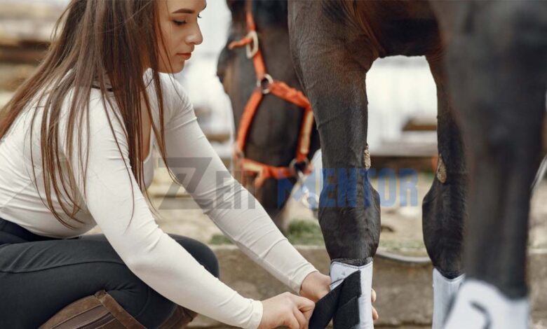 Reitsport Manski – Dein Zuhause für Pferd und Reiter